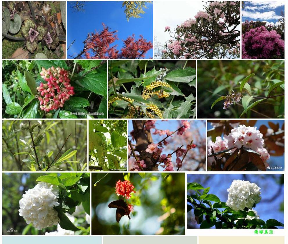 川滇荚蒾照片和图片/