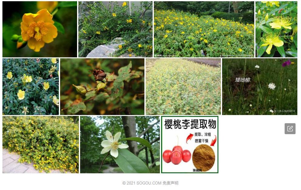 川滇金丝桃照片和图片/