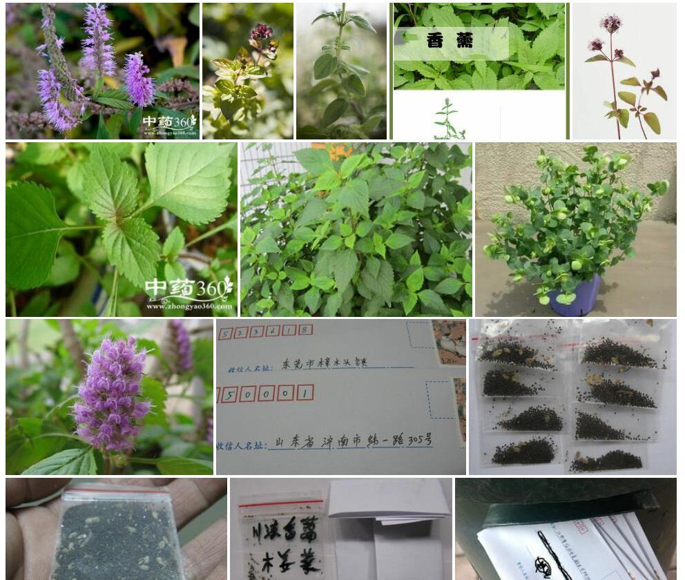 川滇香薷照片和图片/