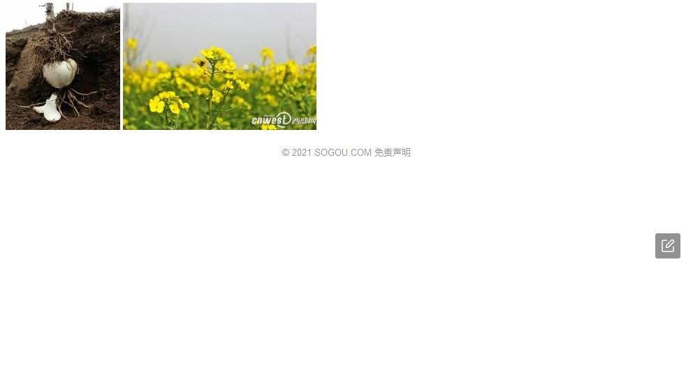 川甘美花草照片和图片/