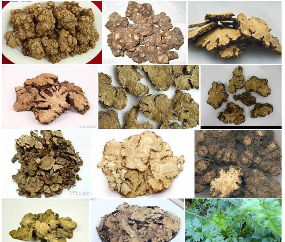 川芎照片和图片/