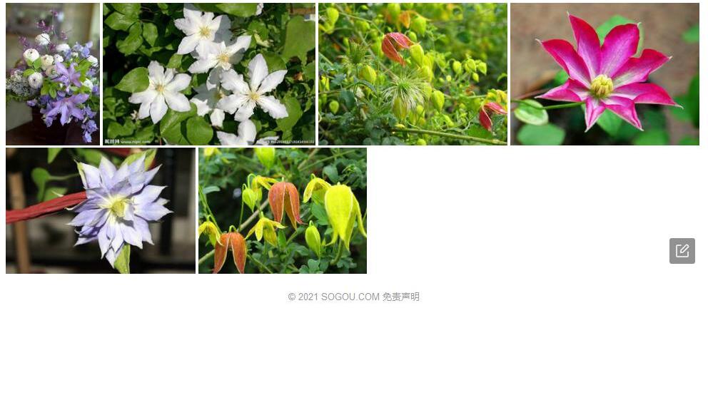 川藏铁线莲照片和图片/
