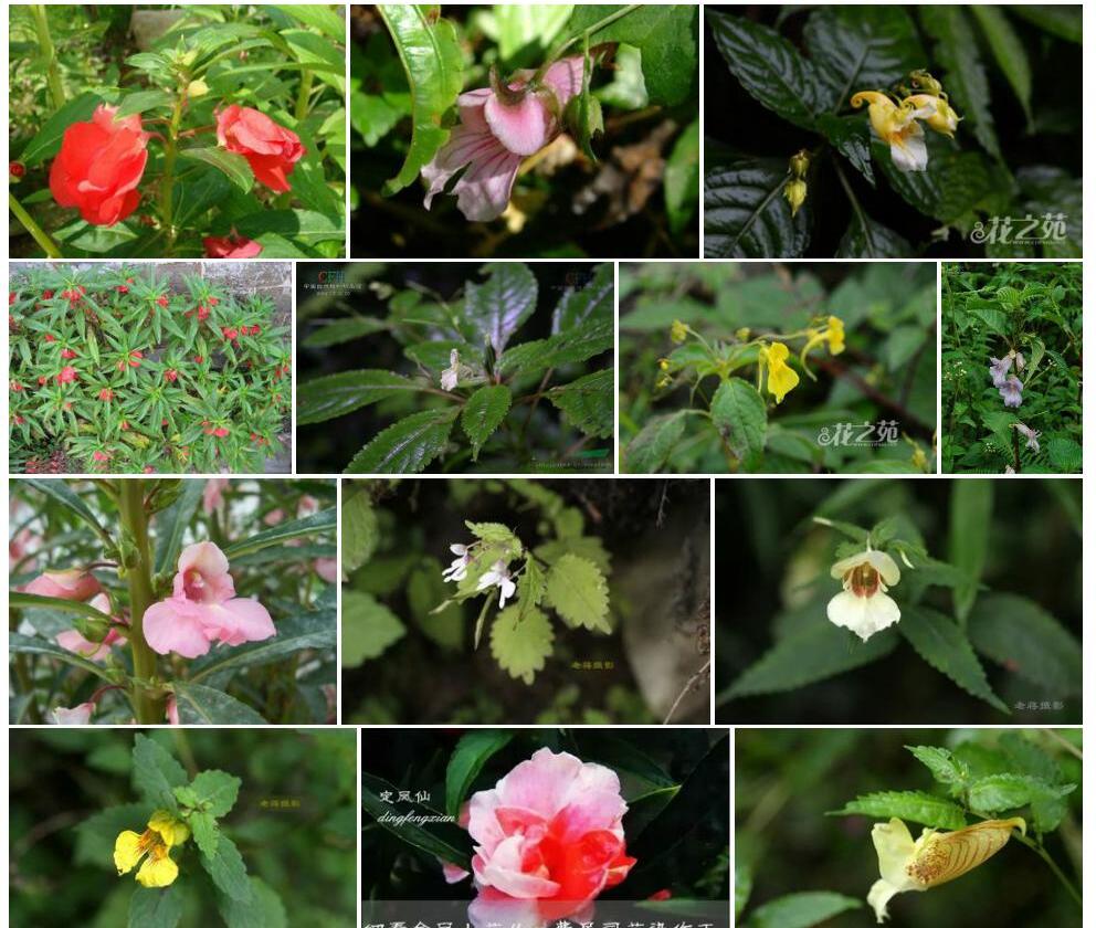 川西凤仙花照片和图片/