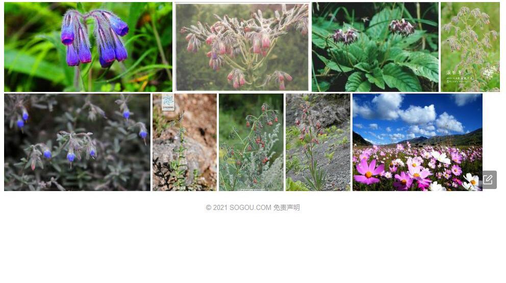 川西滇紫草照片和图片/
