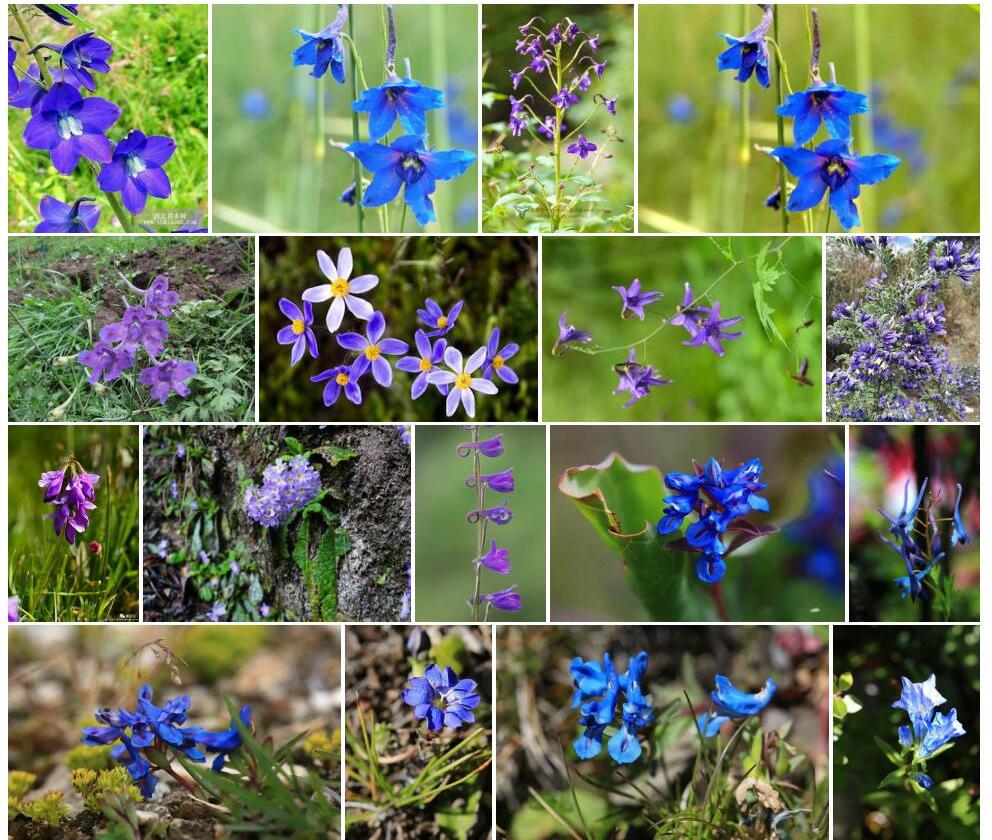 川西翠雀花照片和图片/
