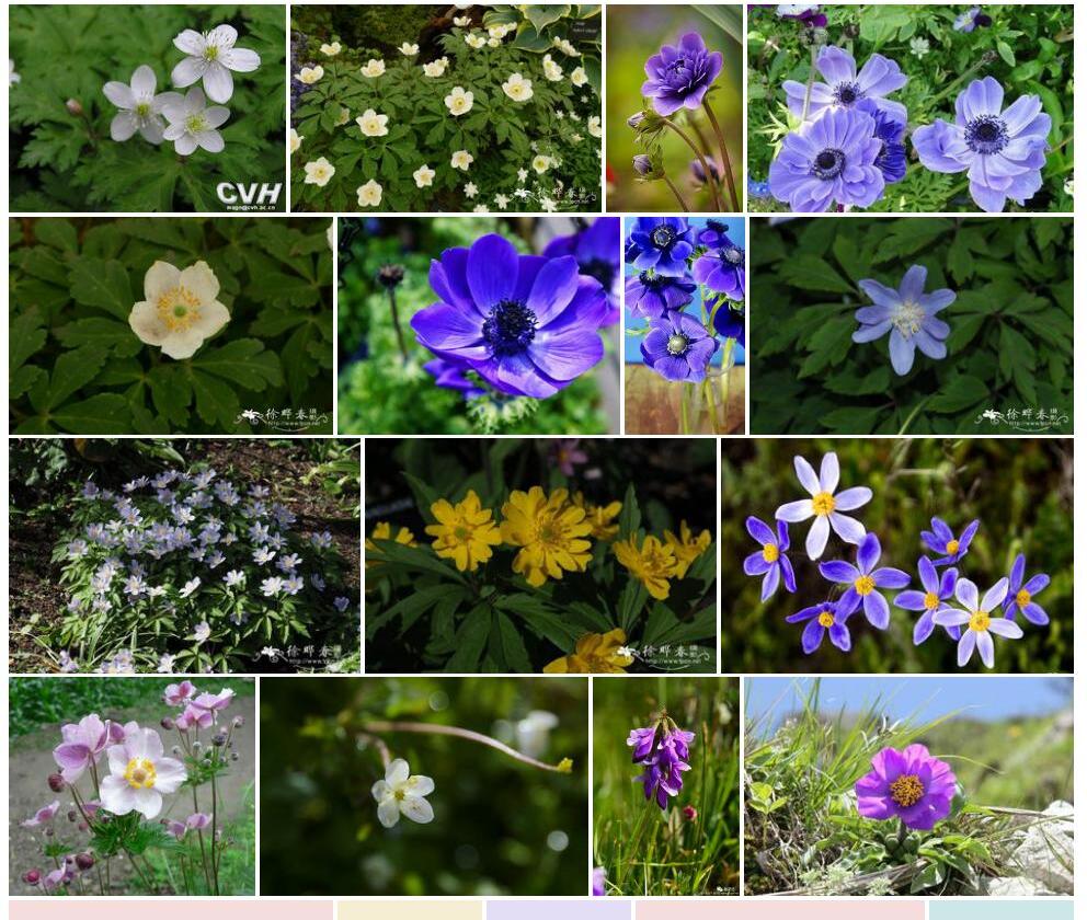 川西银莲花照片和图片/