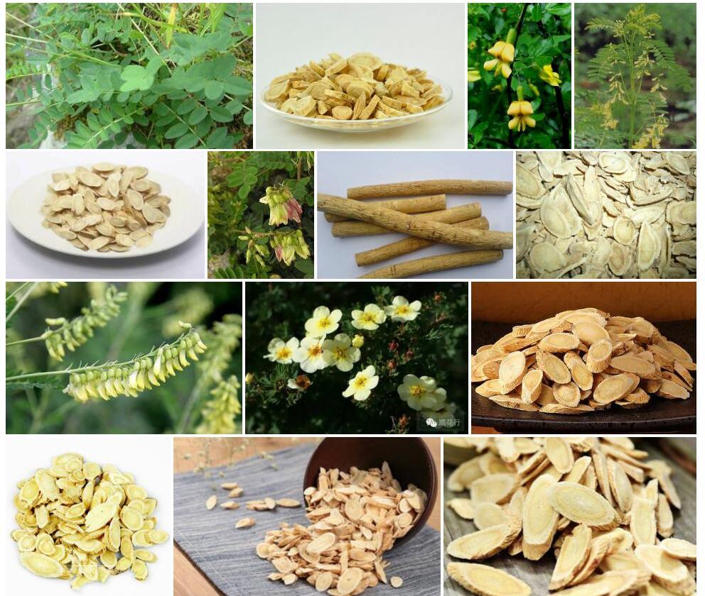川西黄耆照片和图片/