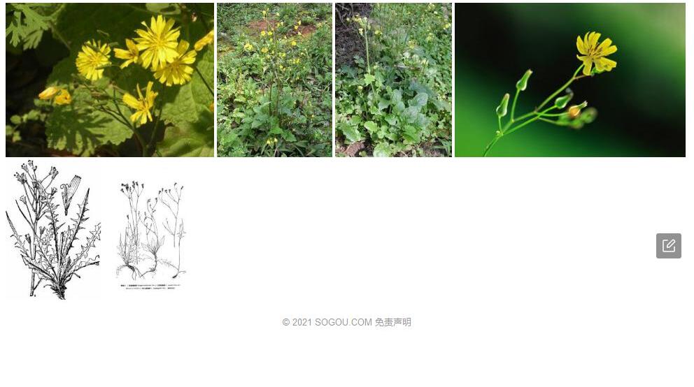 川西黄鹌菜照片和图片/