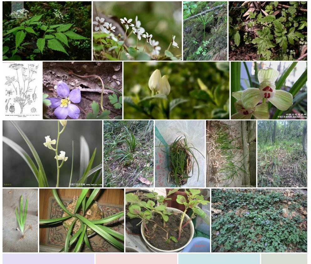 川鄂囊瓣芹照片和图片/