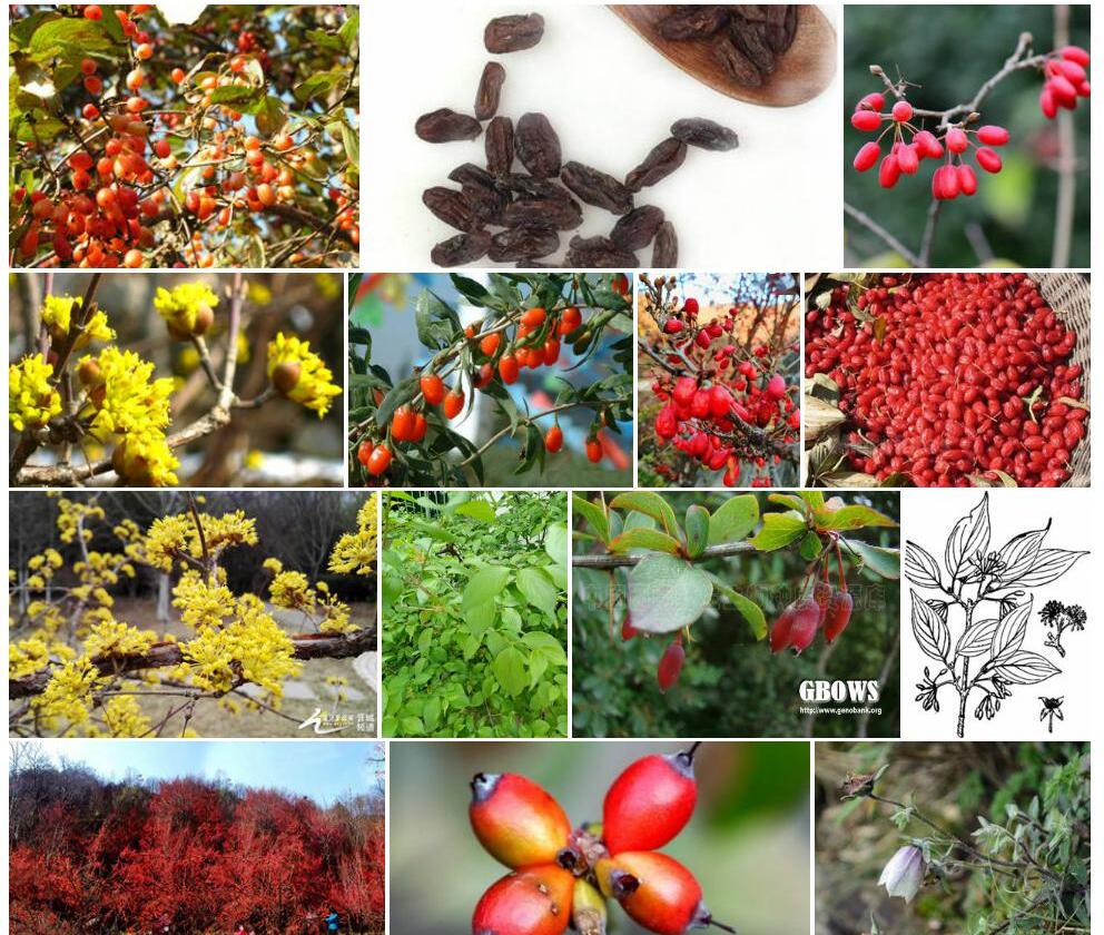 川鄂山茱萸照片和图片/