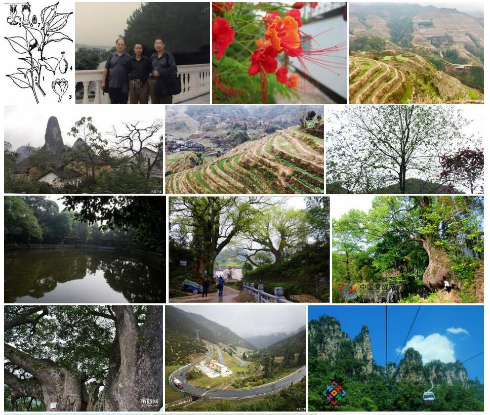 川鄂新樟照片和图片/