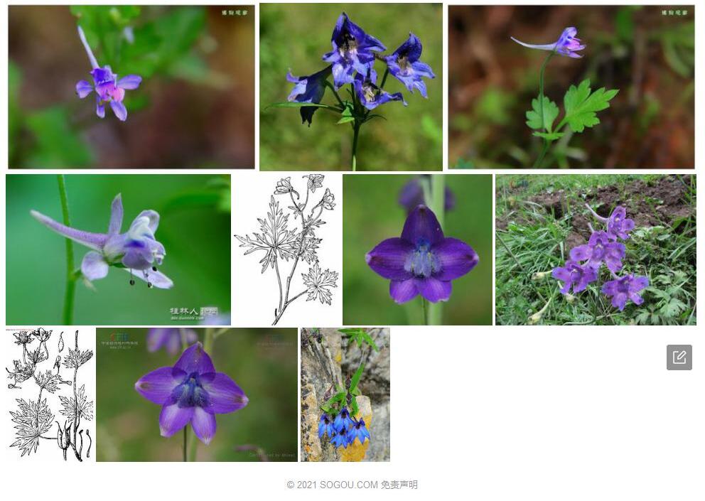 川陕翠雀花照片和图片/