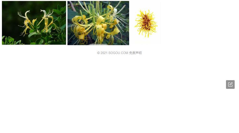 川黔忍冬照片和图片/