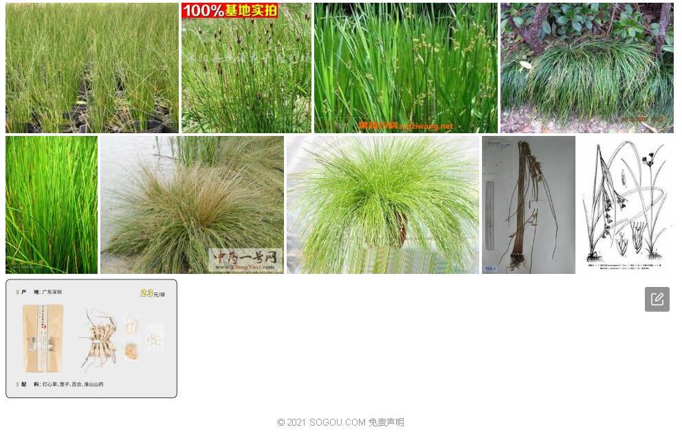 巨灯心草照片和图片/