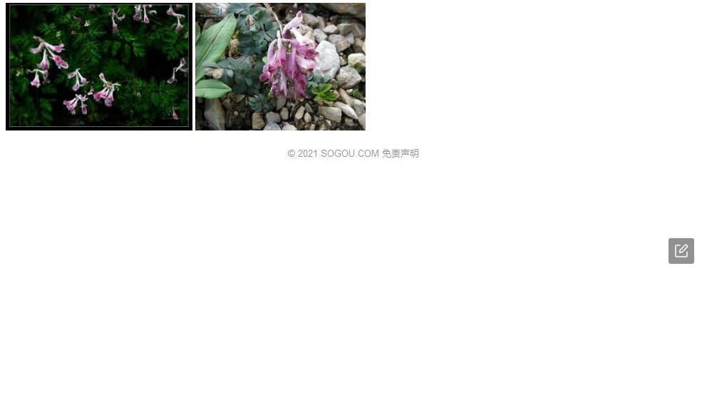 巫溪紫堇照片和图片/