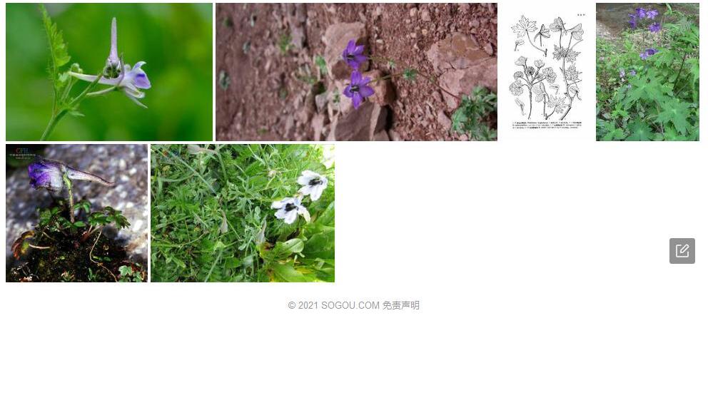 巴塘翠雀花照片和图片/