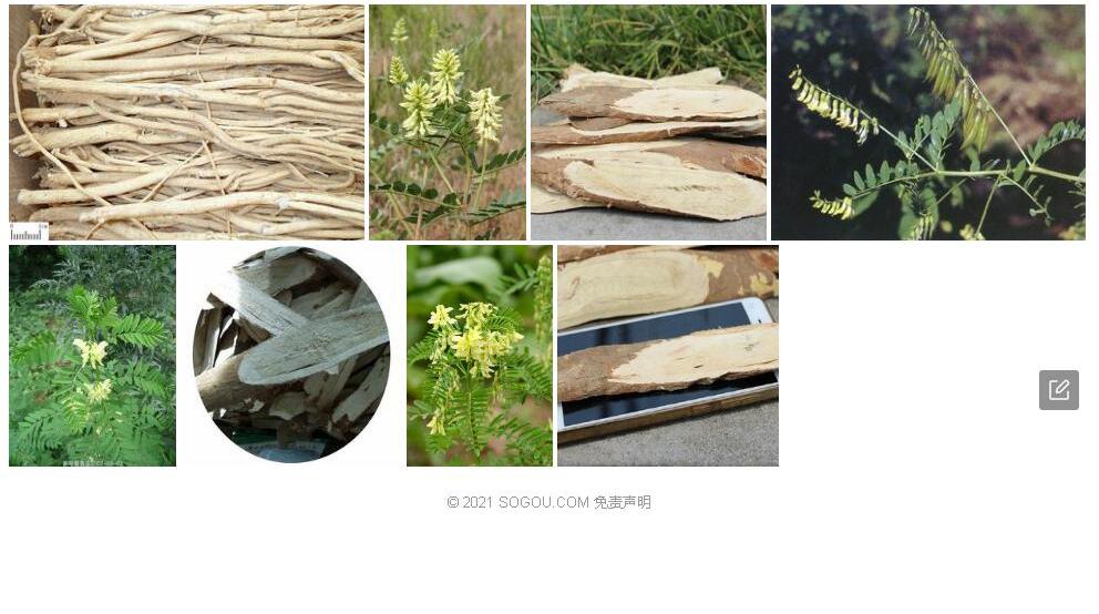 巴塘黄耆照片和图片/