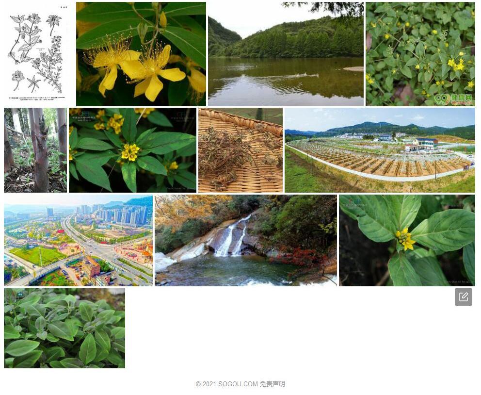巴山过路黄照片和图片/