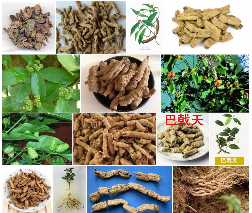 巴戟天照片和图片/