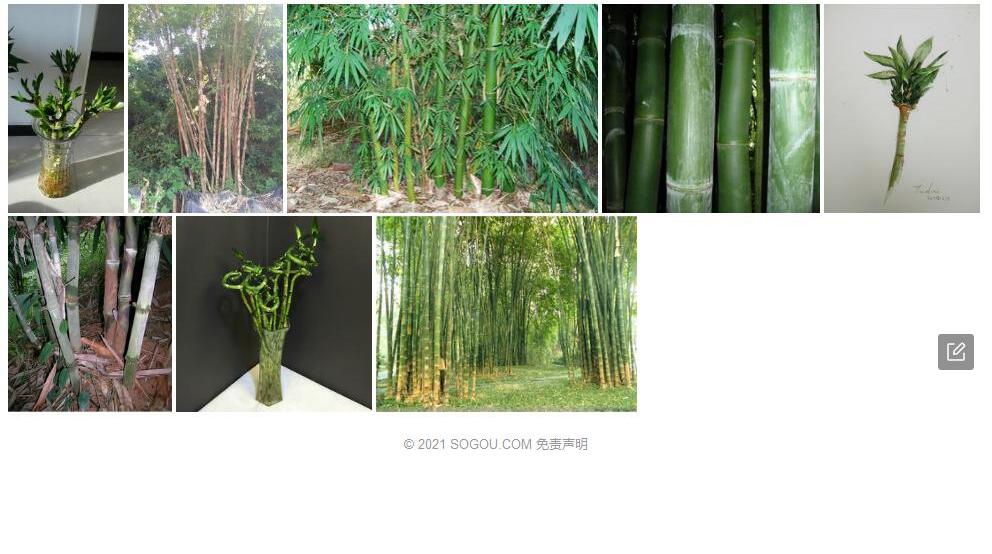 巴氏龙竹照片和图片/