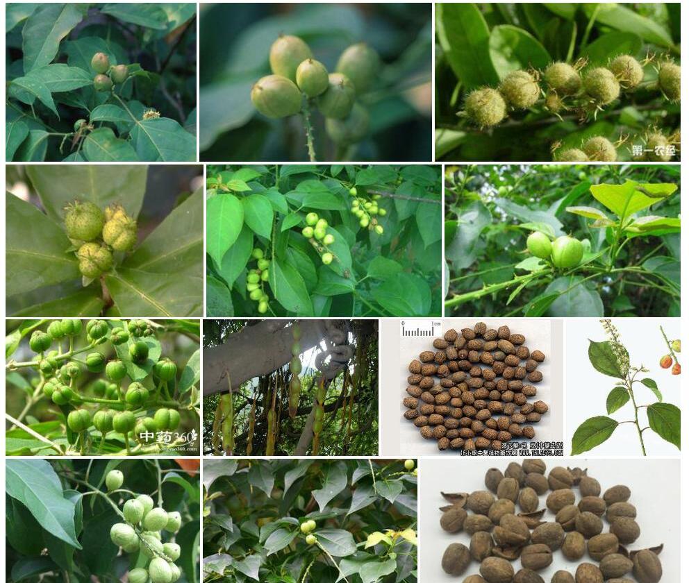 巴豆照片和图片/