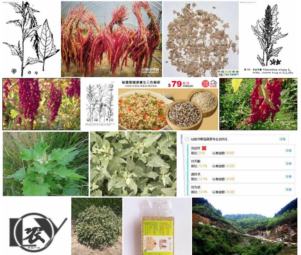 市藜照片和图片/