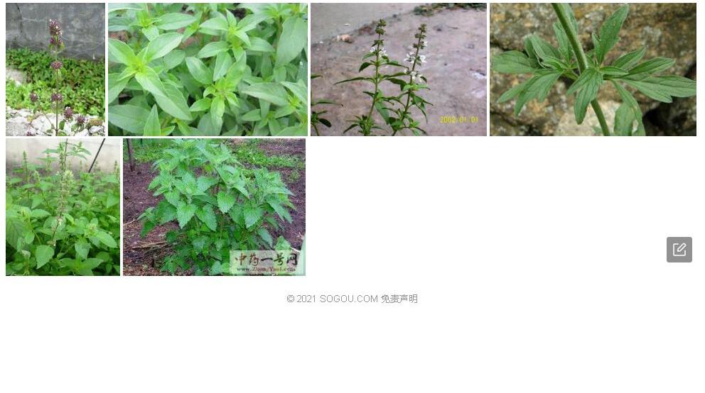 帚枝荆芥照片和图片/
