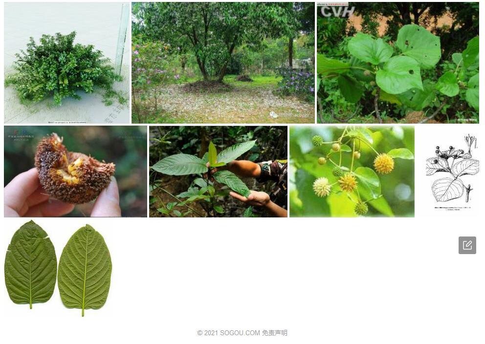 帽蕊木照片和图片/