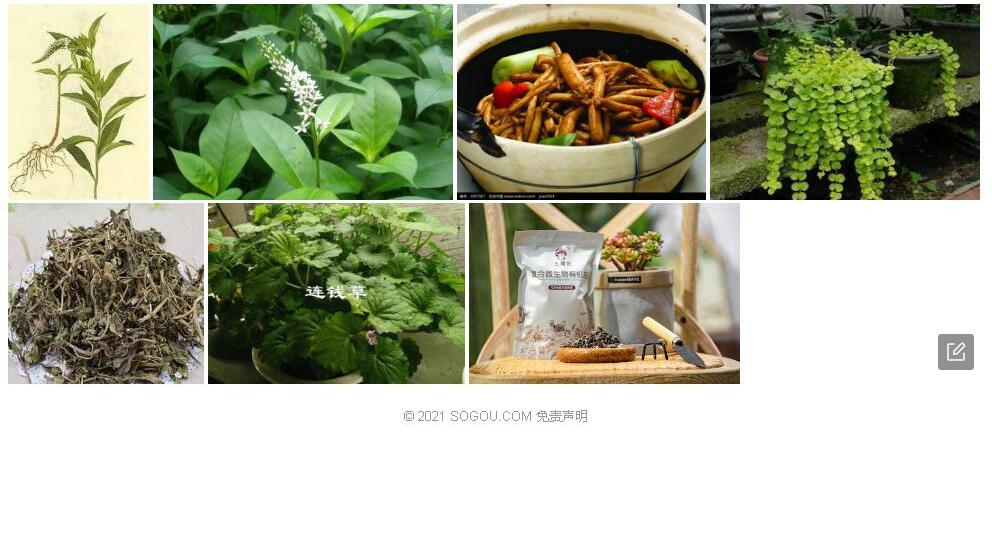 干生珍珠菜照片和图片/