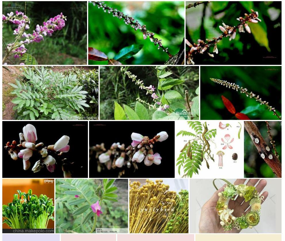 干花豆照片和图片/