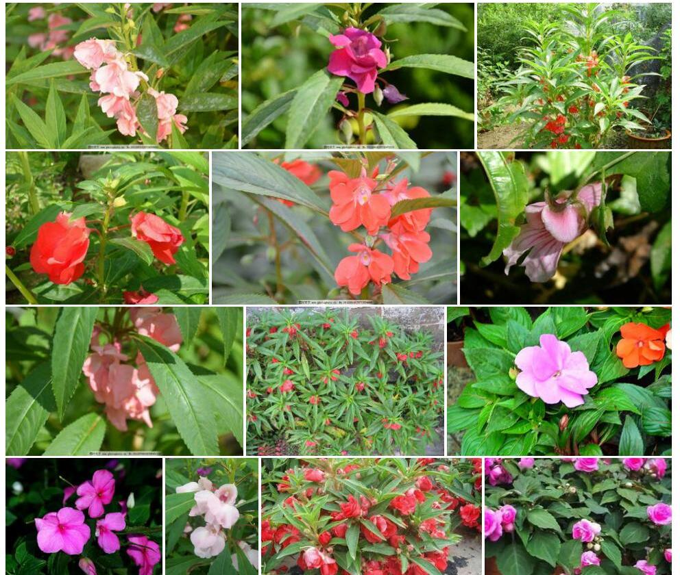 平卧凤仙花照片和图片/