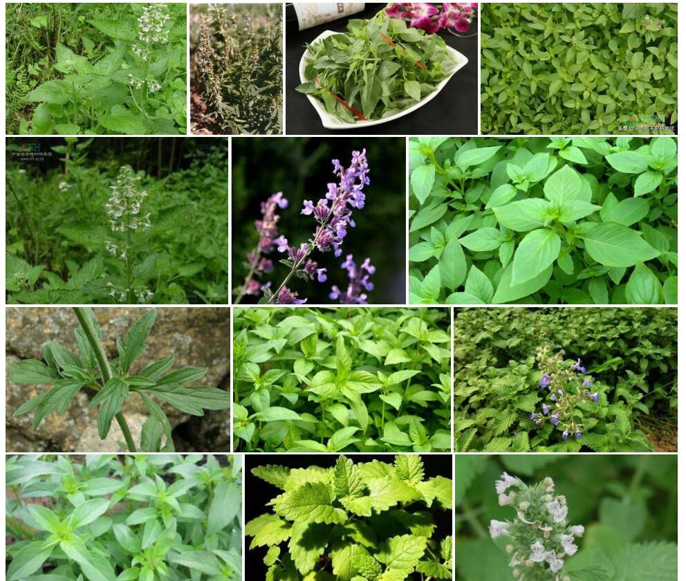 平卧荆芥照片和图片/