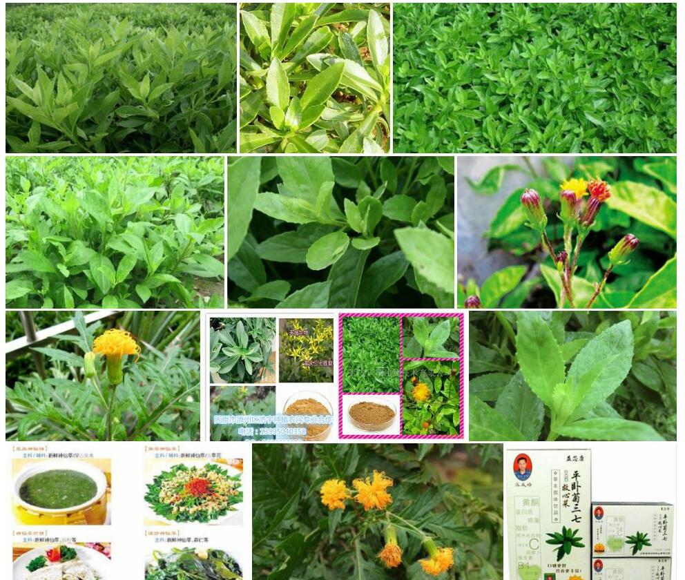 平卧菊三七照片和图片/