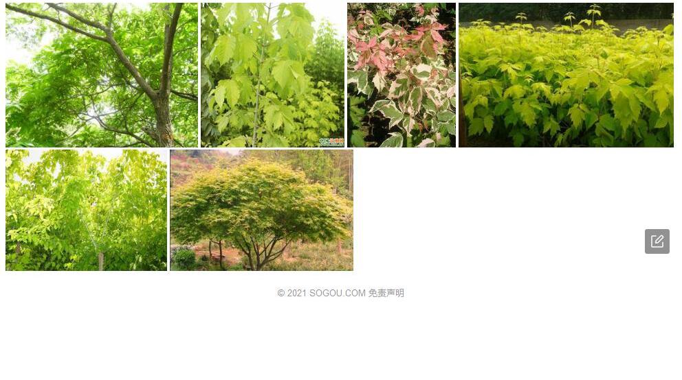 平坝槭照片和图片/