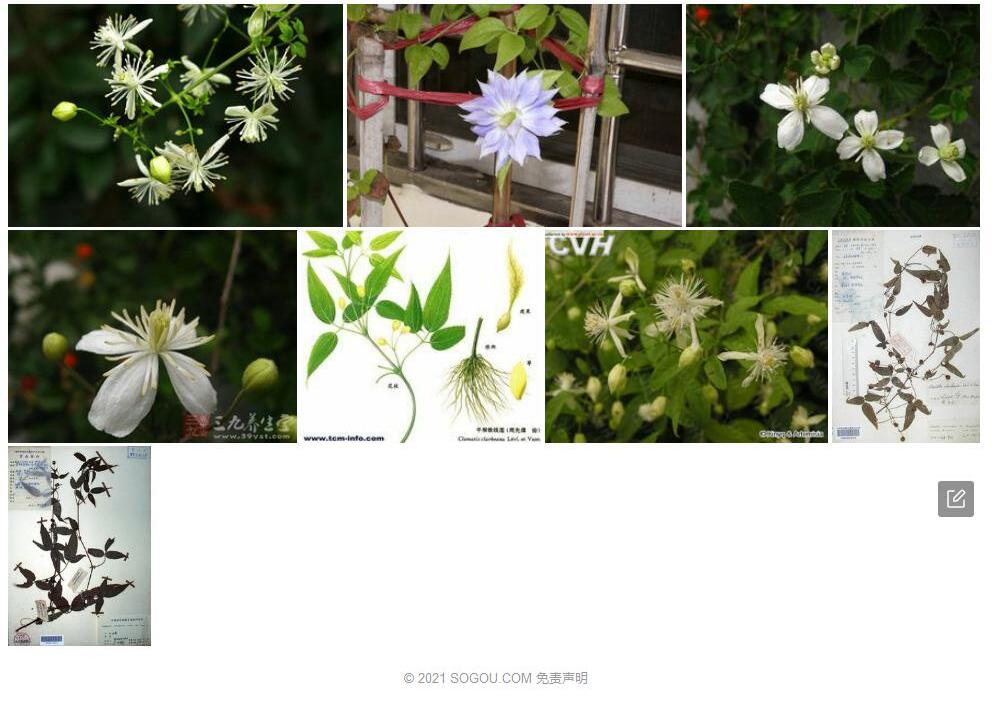 平坝铁线莲照片和图片/