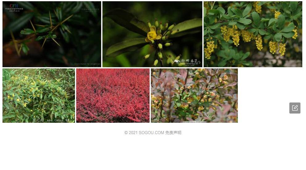 平武小檗照片和图片/