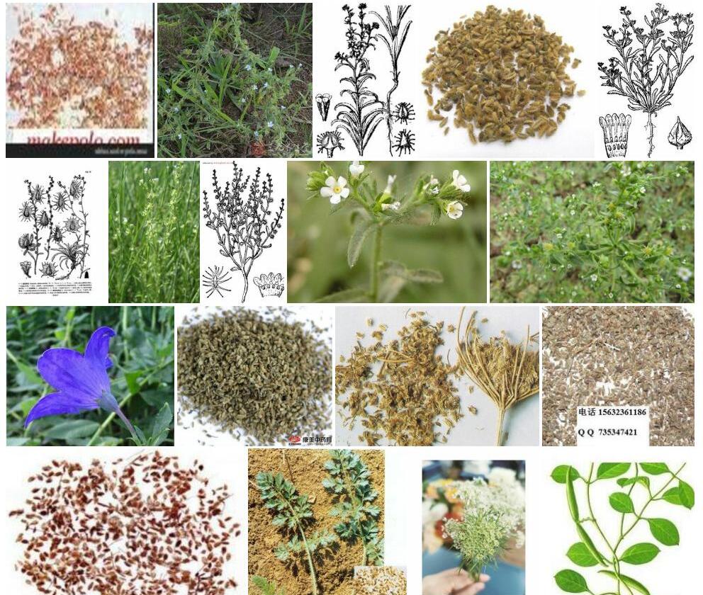 平滑果鹤虱照片和图片/