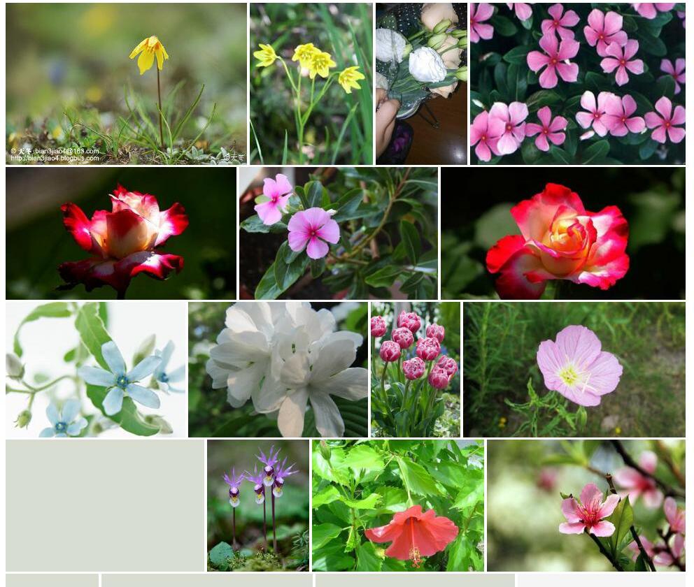 平滑洼瓣花照片和图片/