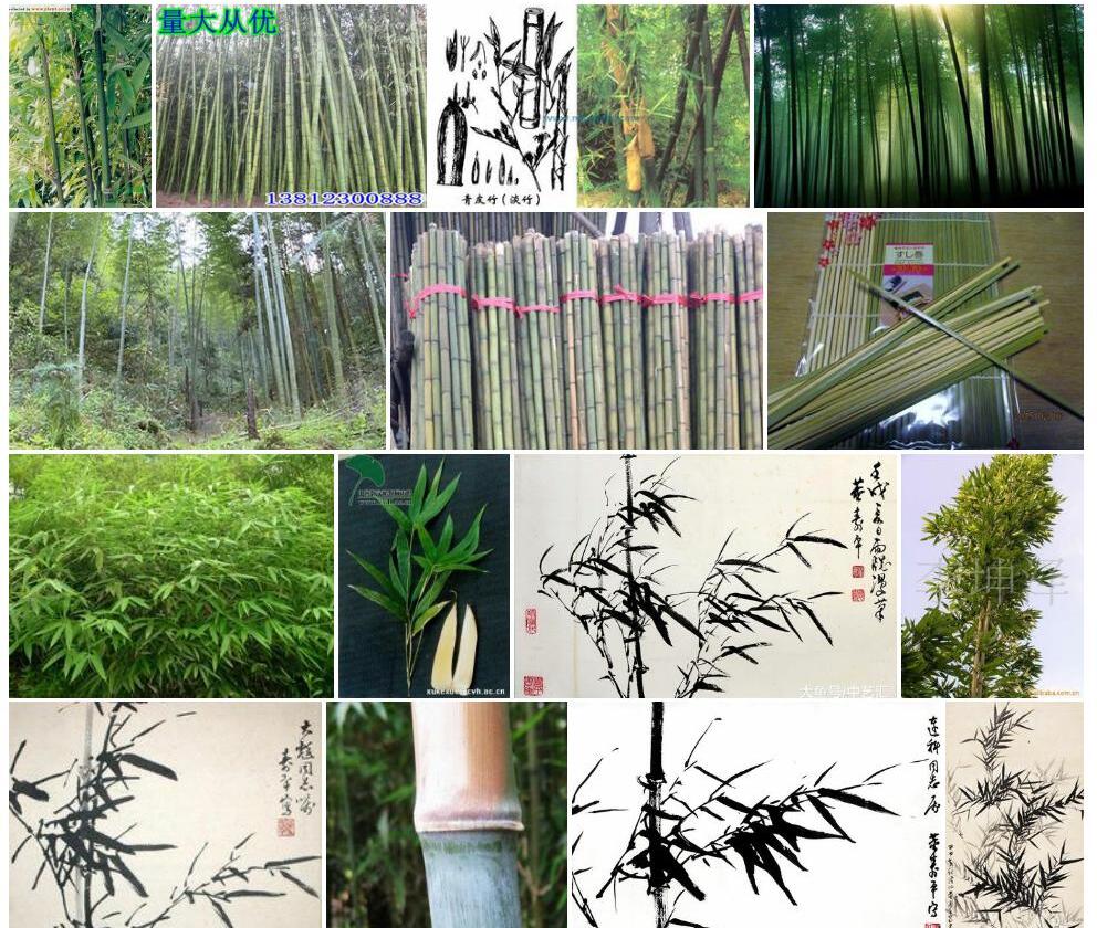 平竹照片和图片/