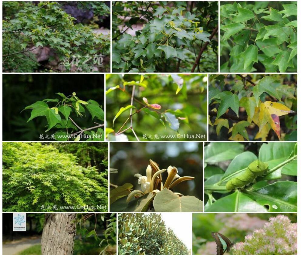 平翅三角槭照片和图片/