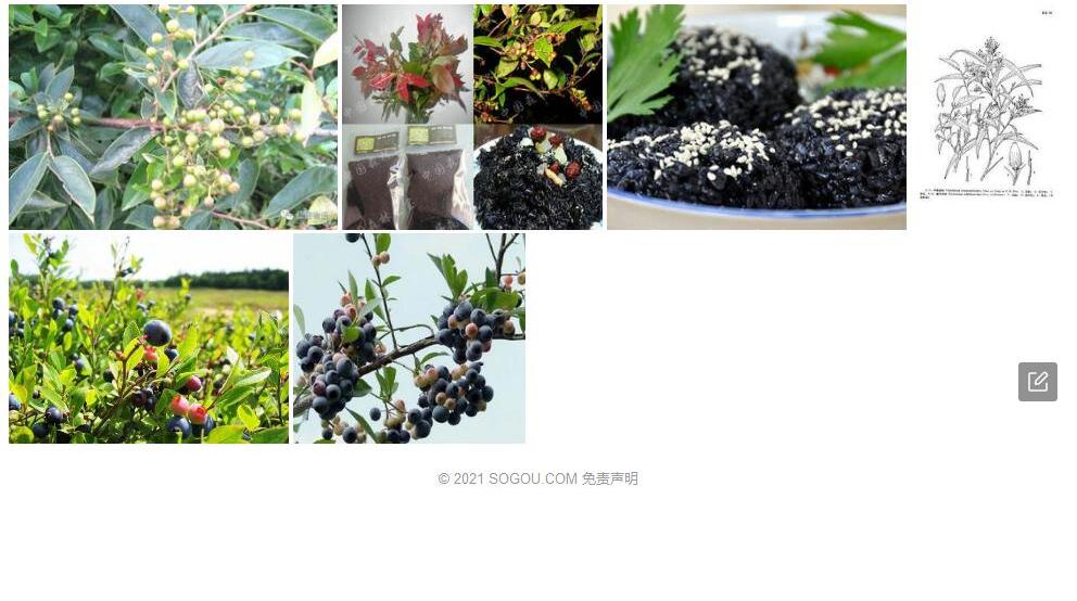 平萼乌饭照片和图片/