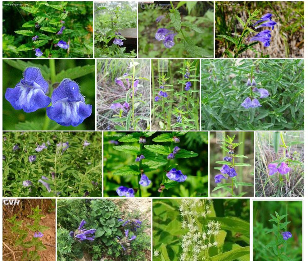 并头黄芩照片和图片/