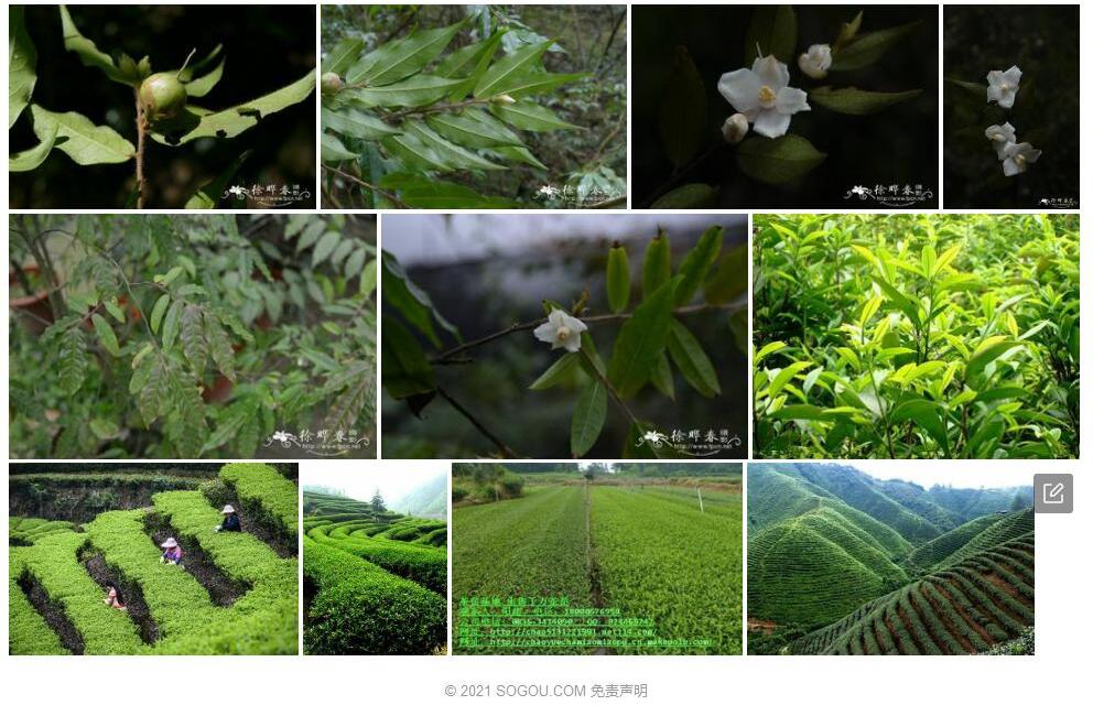 广东毛蕊茶照片和图片/