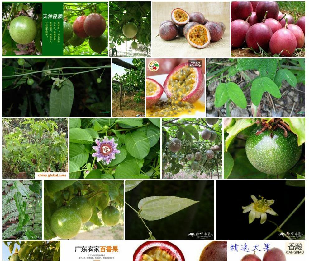 广东西番莲照片和图片/