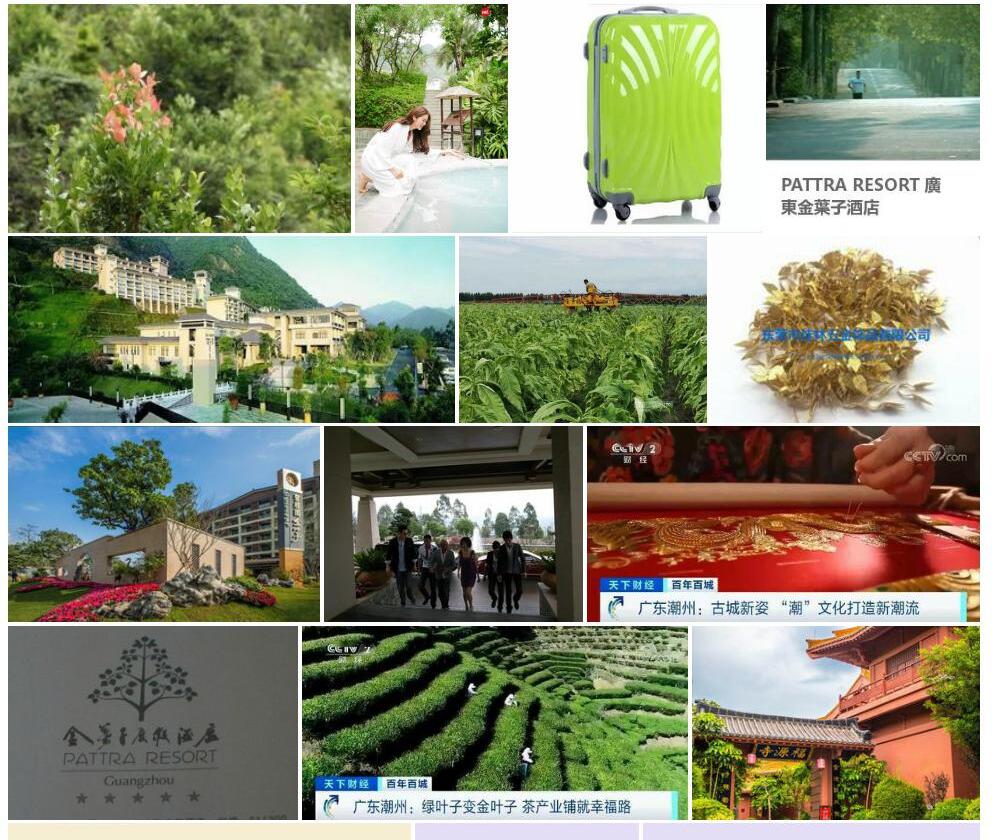 广东金叶子照片和图片/