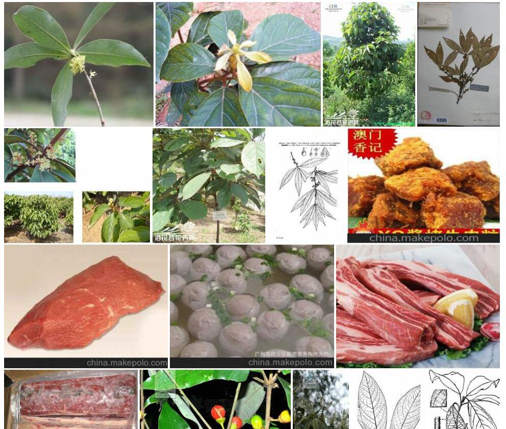 广东黄肉楠照片和图片/