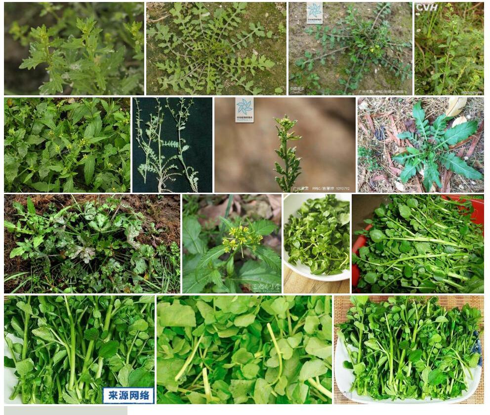 广州蔊菜照片和图片/