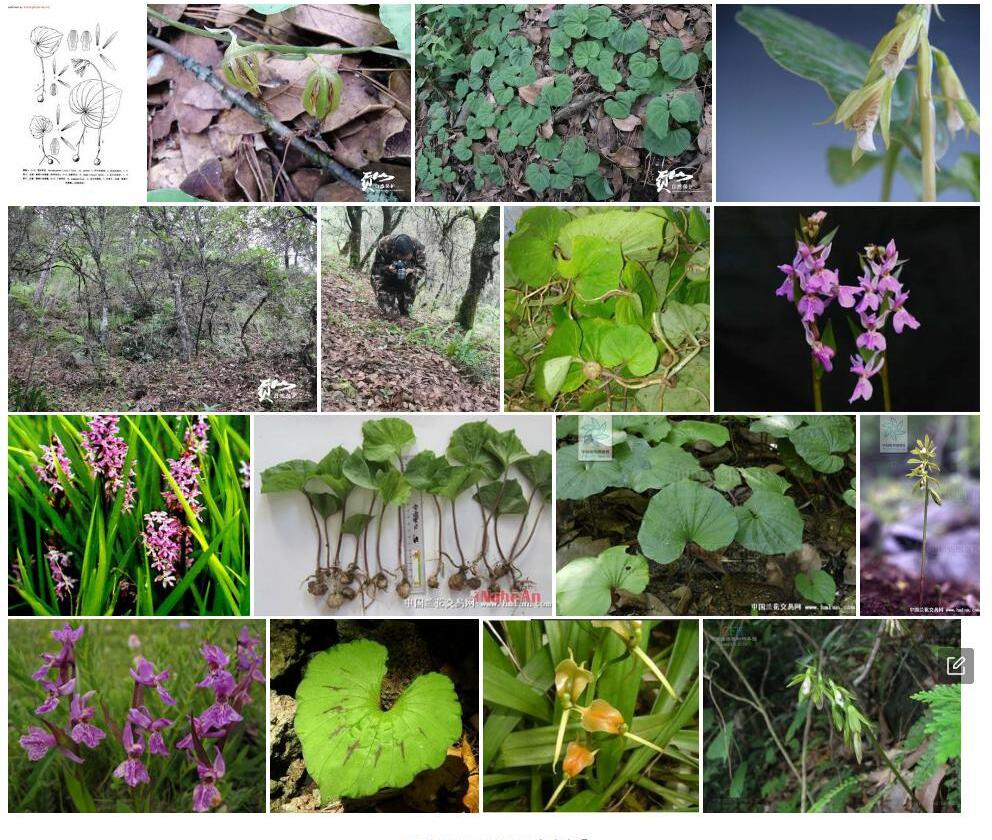 广布芋兰照片和图片/