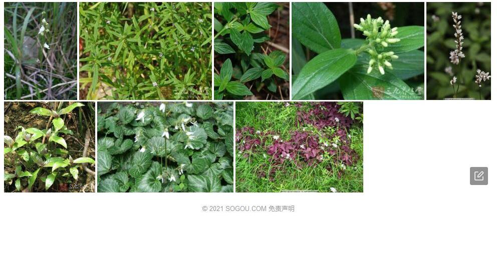 广花耳草照片和图片/
