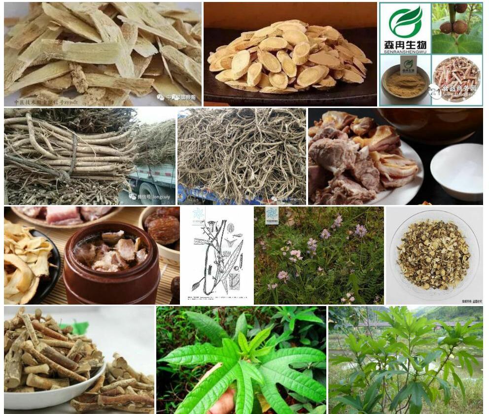 广西土黄芪照片和图片/